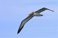 Salvin's Albatross